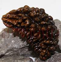 42mm One Mukhi